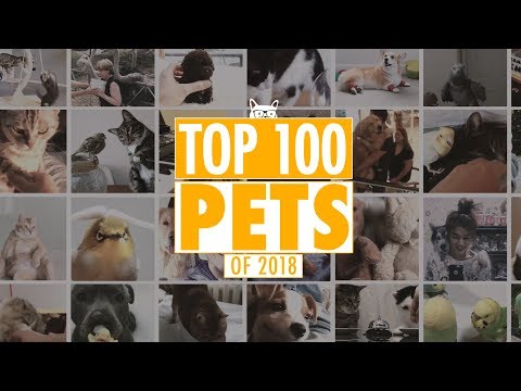 Best Pets Of The Year 2018 | Part 1 - UCPIvT-zcQl2H0vabdXJGcpg