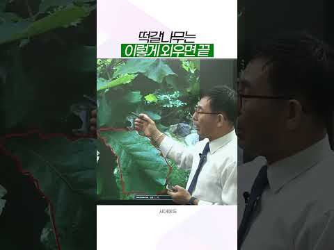 <strong>조경기사</strong> 실기 단골! 떡갈나무 암기법 (이거 하나로 끝) #shorts #조경산업기사