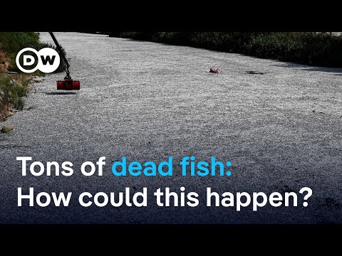 Masses of dead fish blanket Greek port after flooding | DW News