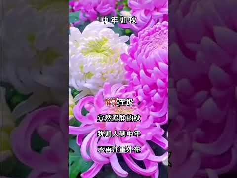 中年情怀……景色宜人…… #人生感悟 岁月如花……如秋色……如歌……感谢订阅☕☕