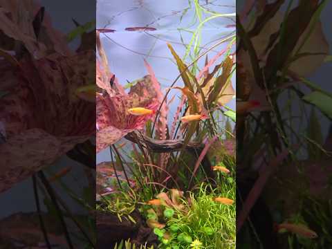 Red Tiger lotus and Gold mountain minnows, the per 🌿 Island Nature Aquarium Aquascape 🐠
Experience the tranquility of nature in this stunning isl