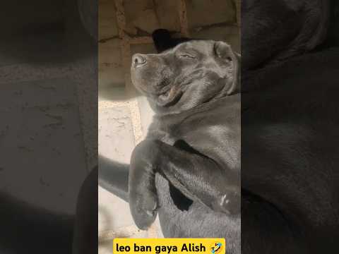 Leo kya ban gaya?😂 #shorts | @AnantRastogi #dog #pets #doglover #funny #shortvideo #youtube #love