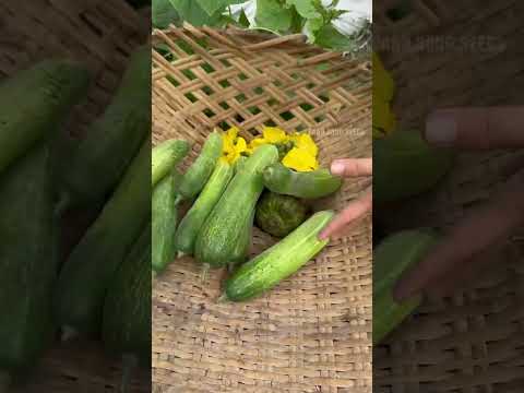 Dưa leo trái dài - Rạng Đông Seeds #hatgiongrangdong #rangdongseeds