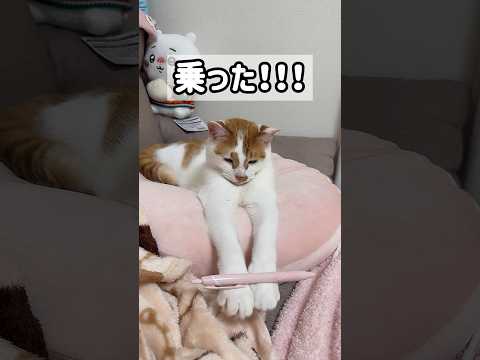 トロしゃんの一発芸を見よ！！ #shorts