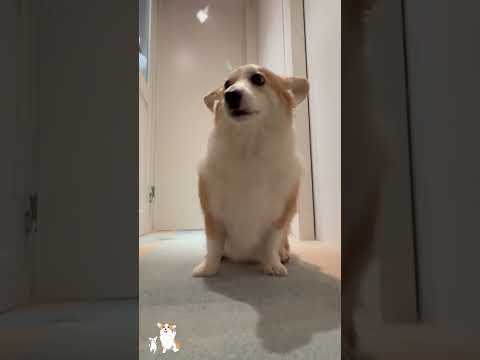 これが犬を乾かすという事 #コーギー #つーちゃん #corgi
