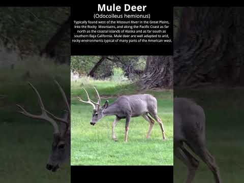 Mule Deer Feeding