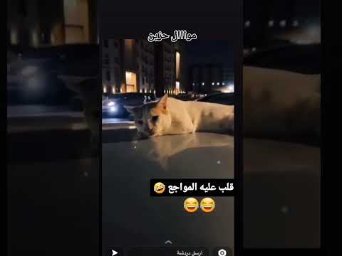 البسم قلب عليه المواجع😄 #اكسبلور #قطط