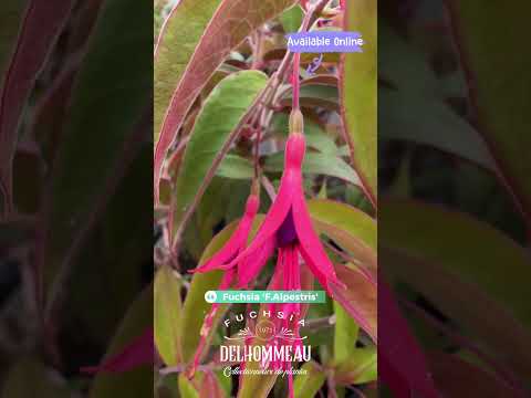 Fuchsia Alpestris 🍷 : la force sauvage du grenat au jardin #fuchsiaflower #jardin