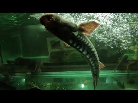 Two-year experiment with White Sturgeon is over. 0 Our website_  https_//fish-story.com/

You can connect with us on Monster Fish Keepers forum (screen