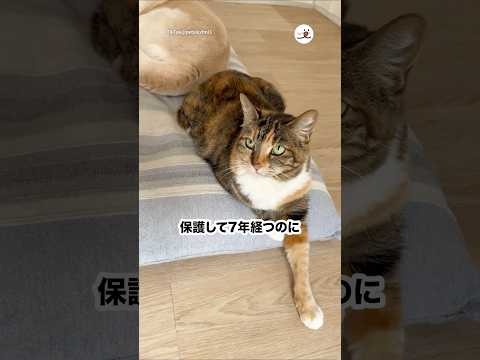 猫の動画サムネイル - うちにも家庭内野良猫がいる🙋‍♀️って人いますか？｜PECO