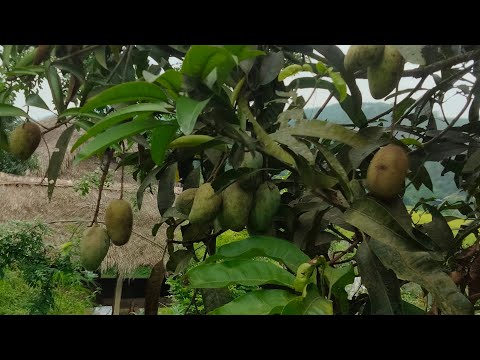 công việc ở quê vẫn ổn #anh nhà nghèo