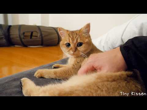 Cute cat that comes to sleep with you when you get under the covers...