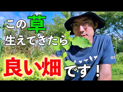 ツユクサのデザインに隠された共生関係の秘密をお話しします