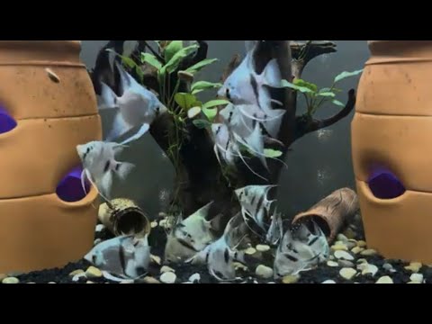 Relaxing Blue Avatar Angel Fish And Galaxy Pleco Eating Algae Wafers To Classical Music
