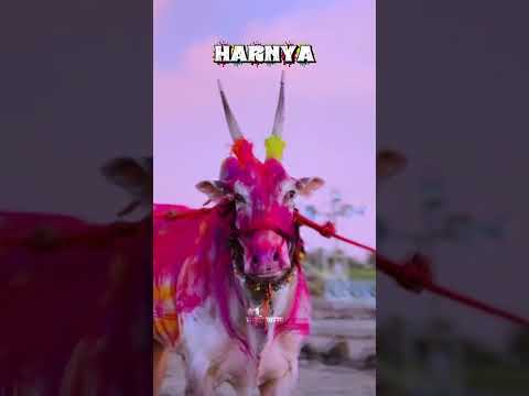 | 🌊नाखवा सोनिला कोकण ❌ | बिनजोड चा मैदान दाखवा ✅☠️| #bailgada #bailgadasharyat