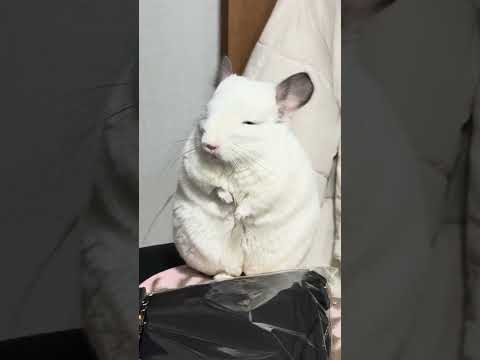 なんでこんなに可愛いの? #おすすめにのりたい #癒し #pets #chinchilla