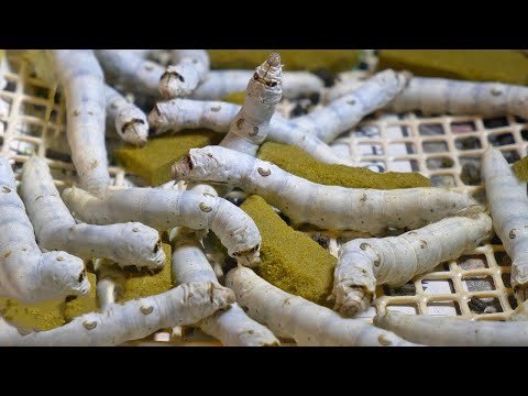 How Japan Became High Tech w/ Silk Worms