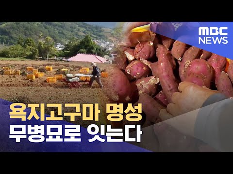 욕지고구마 명성 무병묘로 잇는다 (2023.10.31/뉴스데스크/MBC경남)