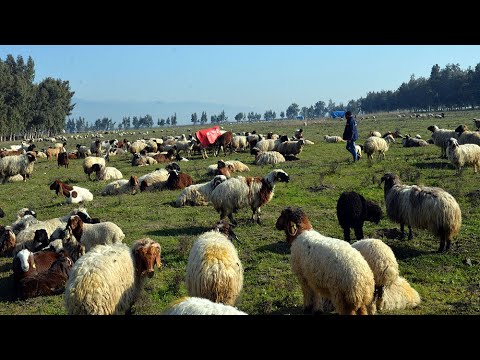 Meraları Su Altına Kalan Çobanlar, Hayvanlarını Otlatacak Yer Bulamıyor