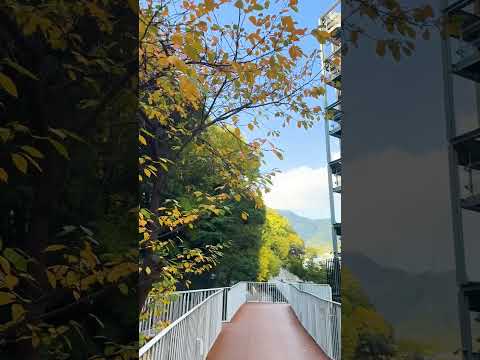 See Kobe U - うりぼーロード（紅葉編） / Uribo Road (fall color edition)