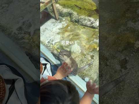 サービス旺盛なカワウソが可愛かった #動物園 #animals #水族館 #アクアリウム #shorts
