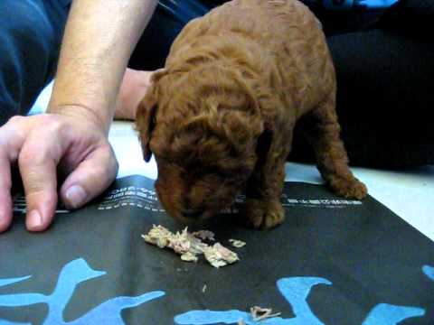 吃肉肉..長肉肉