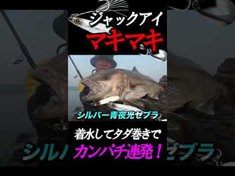 マキマキでカンパチ連発！#釣り #ショアジギング #ロックショア #ロックショアジギング#fishing #メタルジグ #マキマキ