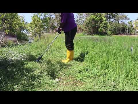 MESIN RUMPUT BATERI DI TEPI BENDANG SAWAH PADI PART 7 of 12