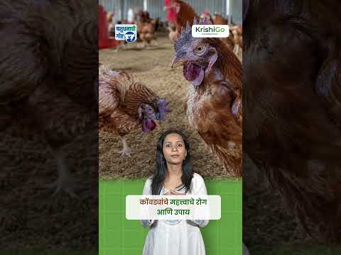 Major Poultry Diseases & Their Prevention | कोंबड्यांचे महत्त्वाचे रोग आणि उपाय