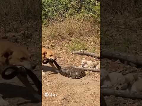 Brave Dog Saves Her Puppies from a Giant Snake!