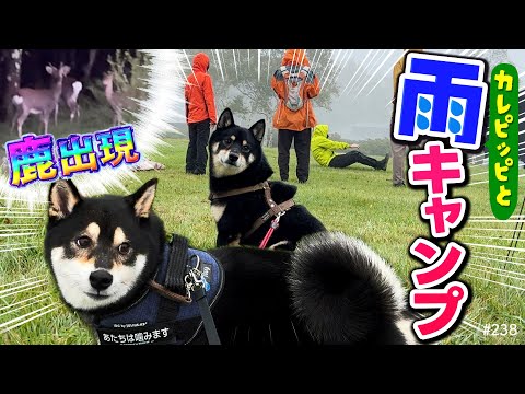 雨のキャンプ中に柴犬が鹿と遭遇する物語 サムネイル