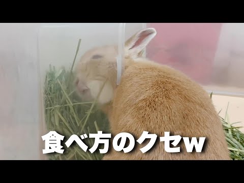 うさぎの もこの日常の最新動画 Youtubeランキング