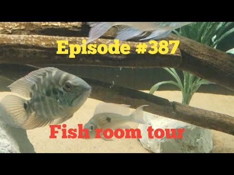 Fish room tour, May , 2025. just a quick update and tour of the fish room. thank you for watching. #aquascape #diy #fish #fishaq