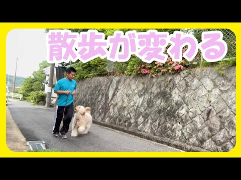 【散歩激変！】引っ張る・吠える、、毎日この練習を意識していけば愛犬との散歩が変わる♪