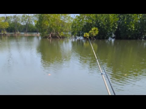 Kotomono angler sedang live mancing belanak