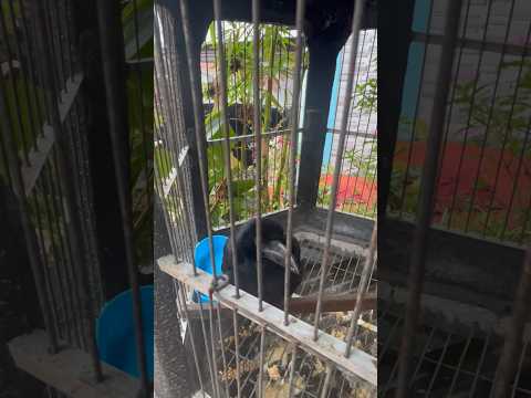 Gagak,,, burung yang jarang di pelihara,, suaranya sudah bikin merinding , negatif thinking 🙈😅