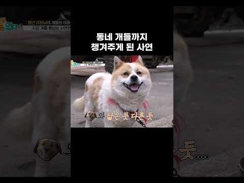 동네 개들까지 챙겨주게 된 사연 #왜그러냥귀엽개 #shorts