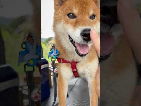 力丸の鼻や肉球をたっぷり紹介！柴犬の日常写真と魅力的な表情をお見逃しなく サムネイル
