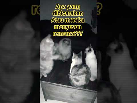 Kucing berduskusi lucu #cat #kucing#lucu#tingkahaneh#shorts
