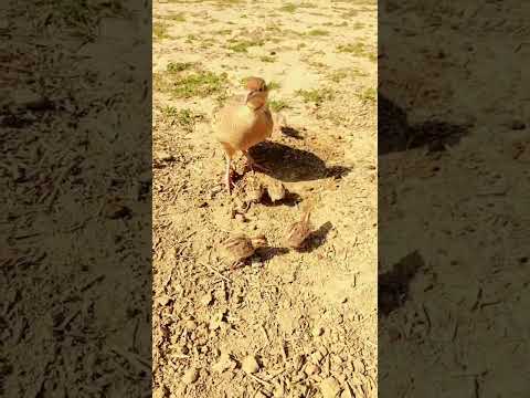 teetar baby 🥰#viral #foryou