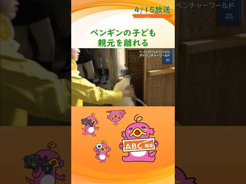 和歌山県白浜町のアドベンチャーワールドでエンペラーペンギンの子どもが親元を離れ、ひとり立ちを迎えました。