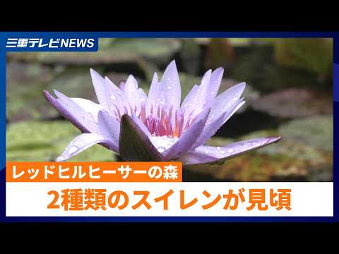 レッドヒルヒーサーの森でスイレン見頃　温帯と熱帯の2種類の花が競演