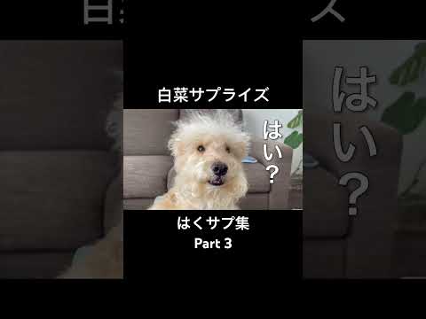 白菜サプライズPart3
