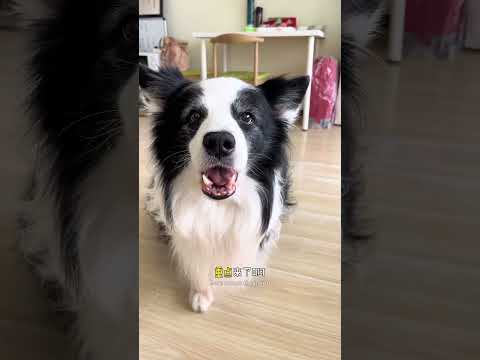 马上过节了给大家表演个小节目 #边牧 #狗都成精了 #铲屎官的乐趣 #演技派
