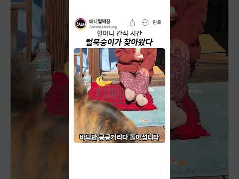 <strong>할머니</strong> 간식 앞에 딱 앉은 고양이