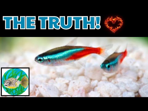 The Truth About Neon Tetra Virus, Why They Die, Th The truth about Neon Tetra Virus, why they die, why you can not save them. Also Green and Cardinals!