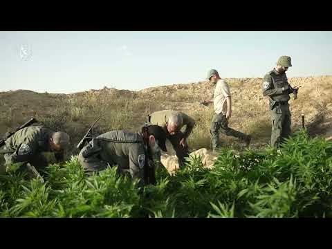 לוחמי מג״ב חשפו מספר רב של חממות לגידול סמים והשמידו אלפי שתילים