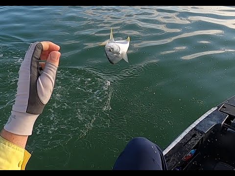 Pompano on a paddle tail video thumbnail