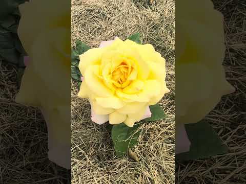 Троянди розквітли #садівництво