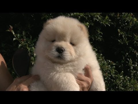 Brushing a Fluffy Chow Puppy - UCPIvT-zcQl2H0vabdXJGcpg